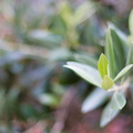 _IMG_7394.JPG