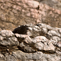 _IMG_2417.JPG