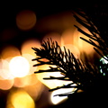 _IMG_0603.JPG