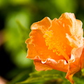 _IMG_6137.JPG