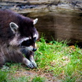 IMG_7973.jpg