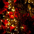 IMG_6658.jpg