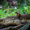 IMG_7686.jpg