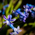 IMG_9251.jpg