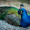 IMG_3496.jpg